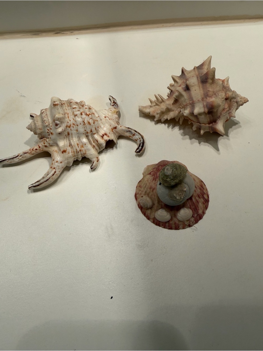 Decorative Natural Sea Shell Set Conch and Murex Collection